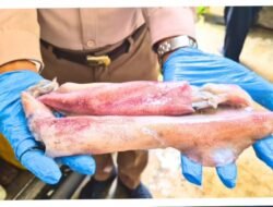 Cumi-Cumi Kalimantan Barat Tembus Pasar Ekspor Melalui PLBN Entikong