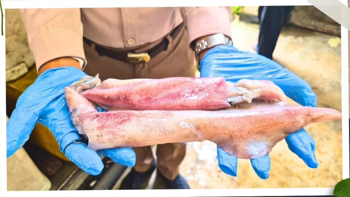 Produk cumi-cumi segar hasil tangkapan nelayan Kalimantan Barat yang siap diekspor melalui pemeriksaan Karantina di PLBN Entikong. (Dok. HO/Faktakalbar.id)