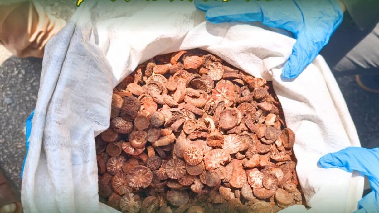 Petugas Karantina memeriksa kualitas pinang biji kering dalam kemasan karung sebelum diekspor melalui PLBN Entikong. (Dok. HO/Faktakalbar.id)