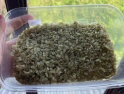 Gurih dan Wangi! Inilah Fakta Unik Pulut Muda Kuliner Musiman Khas Dayak Kalimantan Barat