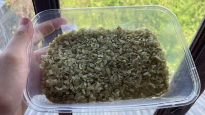 "Mengenal pulut muda, kuliner musiman khas suku Dayak Kalbar yang dibuat dari padi pilihan. Simak fakta unik di balik tekstur kenyal dan aroma wanginya."