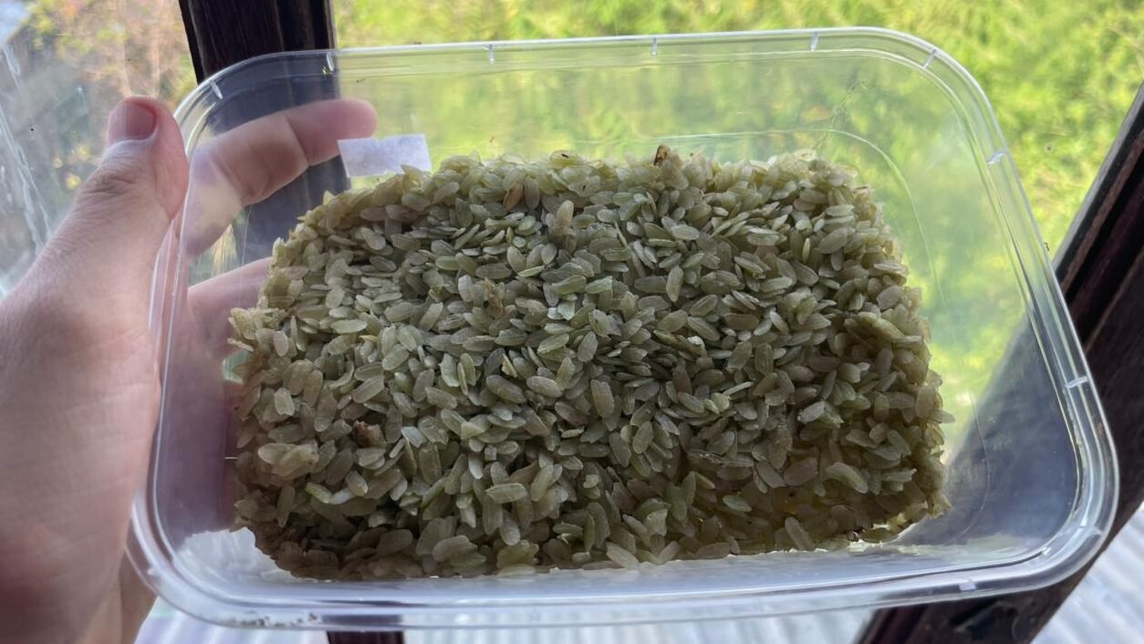 "Mengenal pulut muda, kuliner musiman khas suku Dayak Kalbar yang dibuat dari padi pilihan. Simak fakta unik di balik tekstur kenyal dan aroma wanginya."