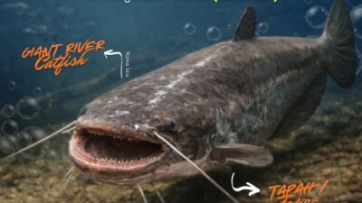 Infografis dari Karantina Kalimantan Barat yang menampilkan wujud ikan tapah (Wallago attu) alias Giant River Catfish, predator air tawar raksasa bersungut yang menghuni perairan sungai besar. (Dok. HO/Faktakalbar.id)