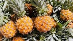 "Indonesia jadi produsen nanas nomor 1 di dunia. Simak manfaat hebat buah nanas sebagai obat alami penangkal asam urat berkat kandungan enzim bromelain."