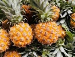 Jadi Juara Dunia, Nanas Indonesia Ternyata Obat Alami Ampuh Penangkal Asam Urat