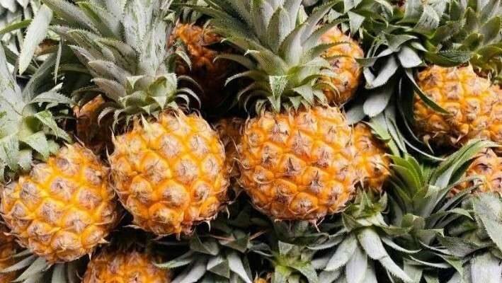 "Indonesia jadi produsen nanas nomor 1 di dunia. Simak manfaat hebat buah nanas sebagai obat alami penangkal asam urat berkat kandungan enzim bromelain."