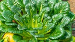 "Kenali 5 jenis sawi yang populer di Indonesia mulai dari caisim, pakcoy hingga sawi pagoda. Pahami perbedaan tekstur dan rasa untuk masakan Anda. "