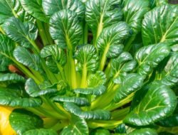 Sering Jadi Pelengkap Mi Ayam, Ini Jenis-Jenis Sawi di Indonesia yang Wajib Kamu Tahu