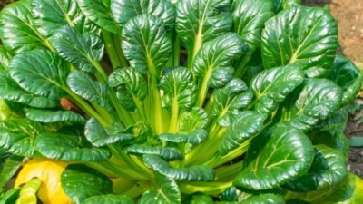 "Kenali 5 jenis sawi yang populer di Indonesia mulai dari caisim, pakcoy hingga sawi pagoda. Pahami perbedaan tekstur dan rasa untuk masakan Anda. "