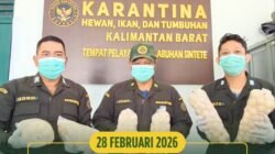 Tiga petugas Karantina Kalimantan Barat menunjukkan kantong plastik berisi ratusan telur penyu hasil sitaan di Pelabuhan Sintete. (Dok. HO/Faktakalbar.id)