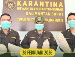 Karantina Kalbar Gagalkan Penyelundupan 502 Butir Telur Penyu di Pelabuhan Sintete