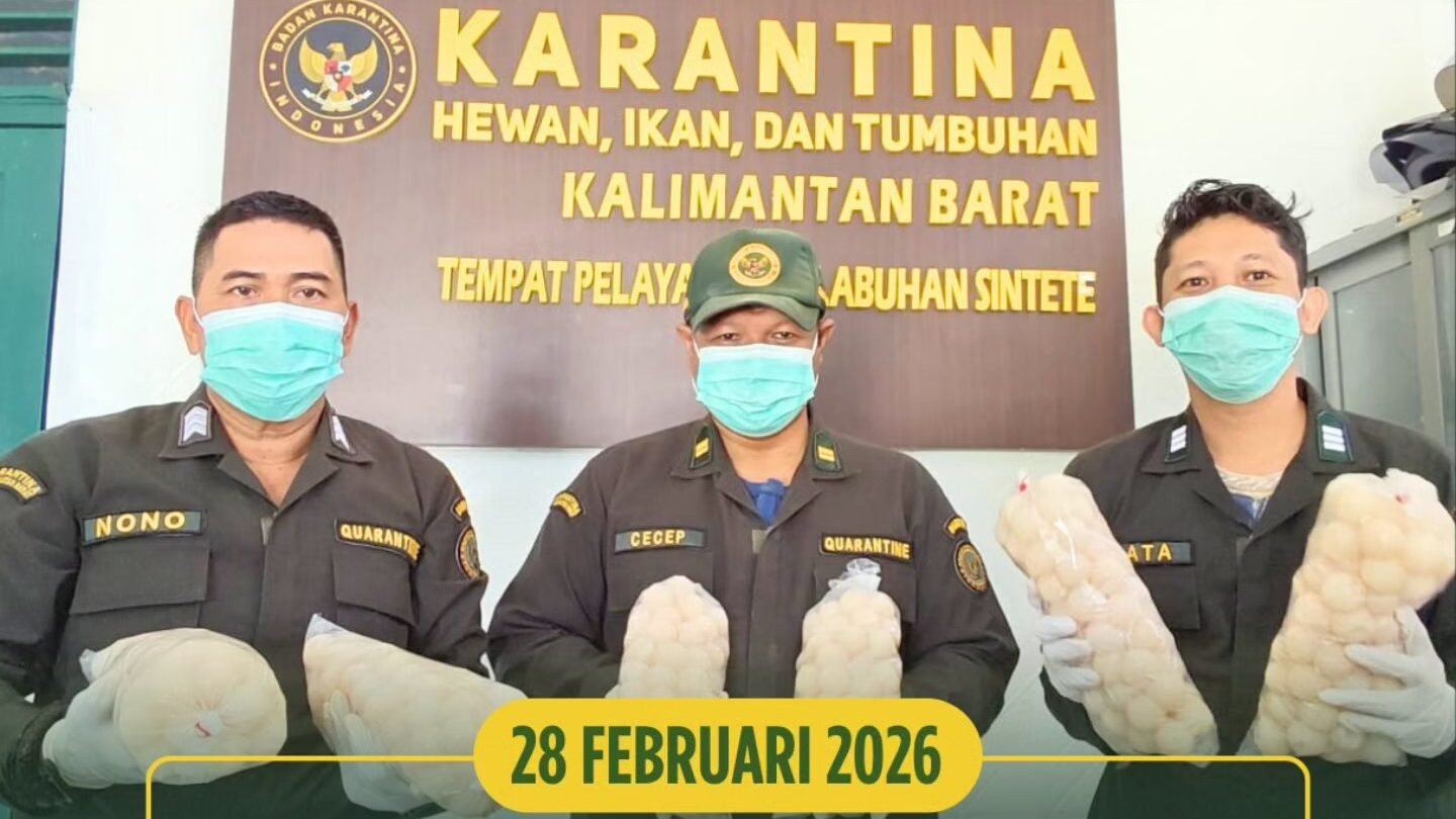 Tiga petugas Karantina Kalimantan Barat menunjukkan kantong plastik berisi ratusan telur penyu hasil sitaan di Pelabuhan Sintete. (Dok. HO/Faktakalbar.id)