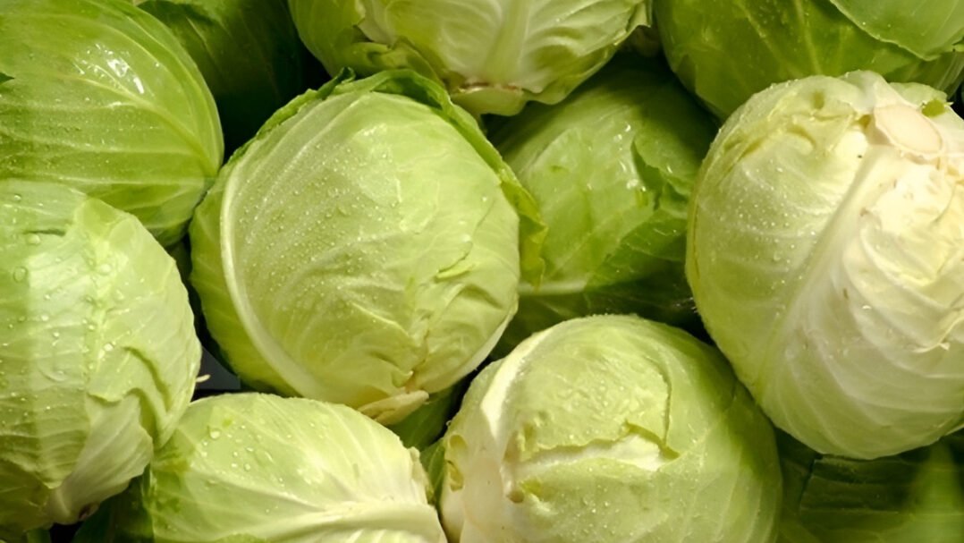 Sayur kubis/kol. (Dok: Shutterstock)