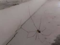 Jangan Dibunuh! Ahli Sebut Laba-laba Penyelamat Bumi