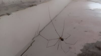 Jangan langsung membunuh laba-laba di rumah. Ahli ekologi mengungkap peran vital hewan ini sebagai fondasi utama menjaga kesehatan ekosistem planet kita. (Dok. Ist)