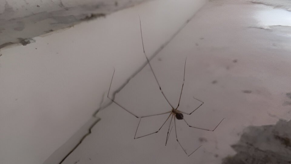 Jangan langsung membunuh laba-laba di rumah. Ahli ekologi mengungkap peran vital hewan ini sebagai fondasi utama menjaga kesehatan ekosistem planet kita. (Dok. Ist)