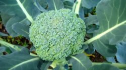 "Cari tahu 4 manfaat brokoli untuk kesehatan tubuh Anda. Sayuran superfood ini sangat baik untuk melancarkan pencernaan hingga menjaga kesehatan jantung. "