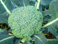 4 Manfaat Brokoli untuk Kesehatan, Sayuran Hijau Super Kaya Nutrisi