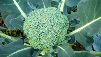 "Cari tahu 4 manfaat brokoli untuk kesehatan tubuh Anda. Sayuran superfood ini sangat baik untuk melancarkan pencernaan hingga menjaga kesehatan jantung. "