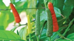 "Pahami berbagai manfaat cabe jawa sebagai herbal alami mulai dari mengatasi masalah pencernaan, meredakan nyeri, hingga meningkatkan stamina tubuh Anda. "