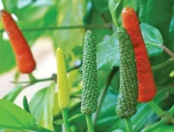 Selain Bumbu Dapur, Ini Manfaat Cabe Jawa yang Ampuh Jaga Stamina dan Kesehatan