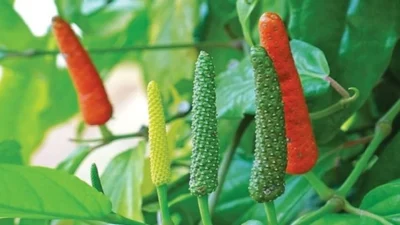 "Pahami berbagai manfaat cabe jawa sebagai herbal alami mulai dari mengatasi masalah pencernaan, meredakan nyeri, hingga meningkatkan stamina tubuh Anda. "