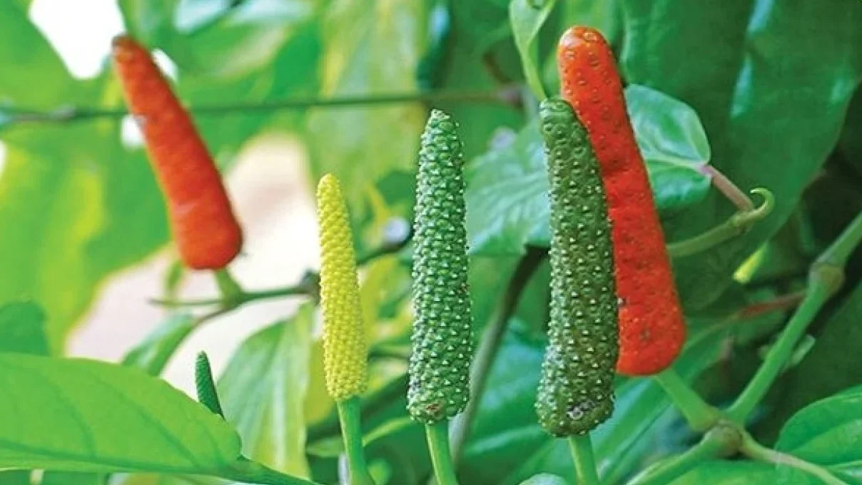 "Pahami berbagai manfaat cabe jawa sebagai herbal alami mulai dari mengatasi masalah pencernaan, meredakan nyeri, hingga meningkatkan stamina tubuh Anda. "