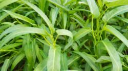 "Cari tahu 4 manfaat kangkung untuk kesehatan tubuh Anda. Sayuran hijau yang terjangkau ini kaya akan nutrisi, mulai dari menjaga kesehatan mata hingga jantung."