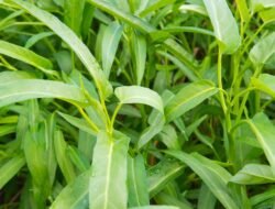 4 Manfaat Kangkung untuk Kesehatan, Sayuran Hijau Murah Kaya Nutrisi