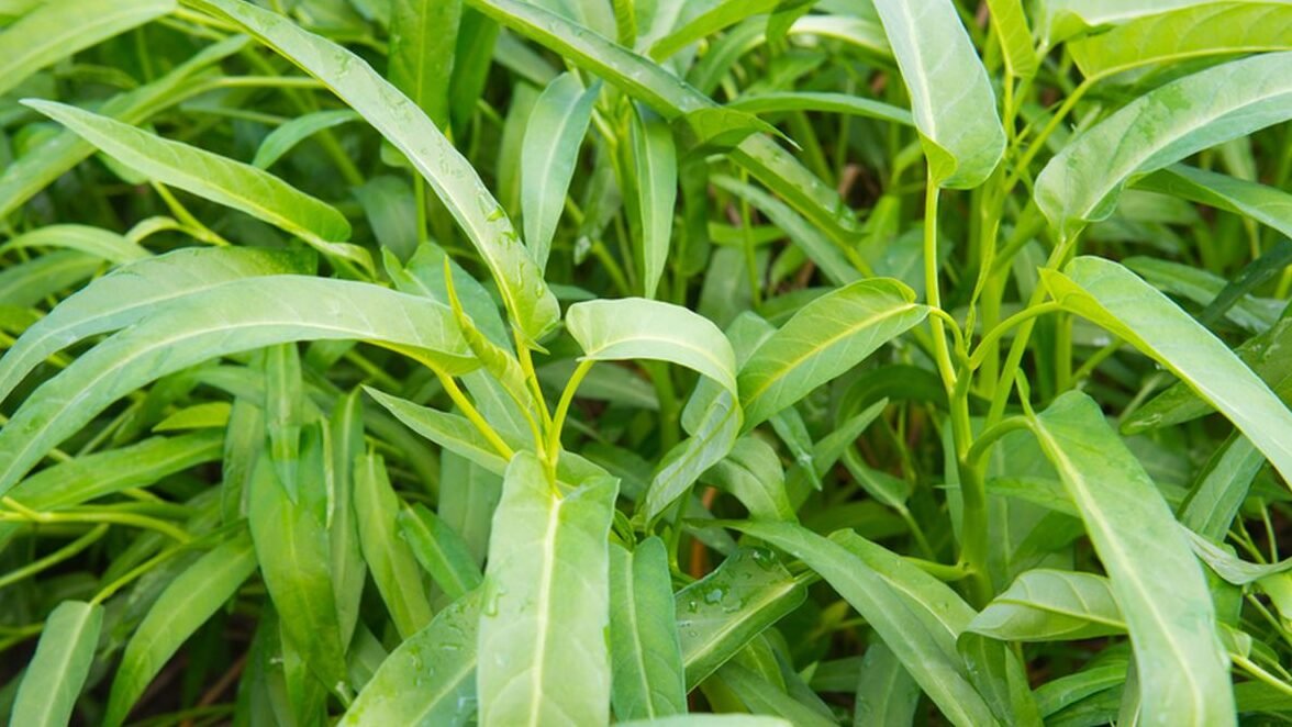 "Cari tahu 4 manfaat kangkung untuk kesehatan tubuh Anda. Sayuran hijau yang terjangkau ini kaya akan nutrisi, mulai dari menjaga kesehatan mata hingga jantung."