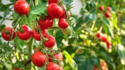 "Temukan beragam manfaat tomat bagi tubuh, mulai dari menjaga kesehatan jantung hingga melindungi kulit dari sinar UV. Simak ulasan lengkap nutrisi buah merah ini."