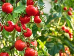 Rahasia di Balik Warna Merahnya, Ini Manfaat Luar Biasa Tomat bagi Tubuh