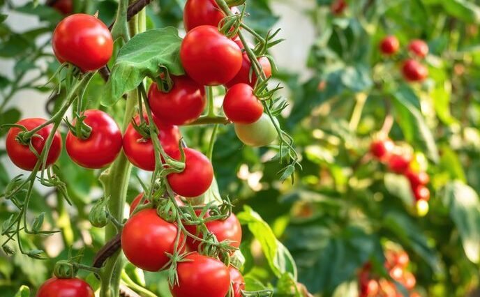 "Temukan beragam manfaat tomat bagi tubuh, mulai dari menjaga kesehatan jantung hingga melindungi kulit dari sinar UV. Simak ulasan lengkap nutrisi buah merah ini."