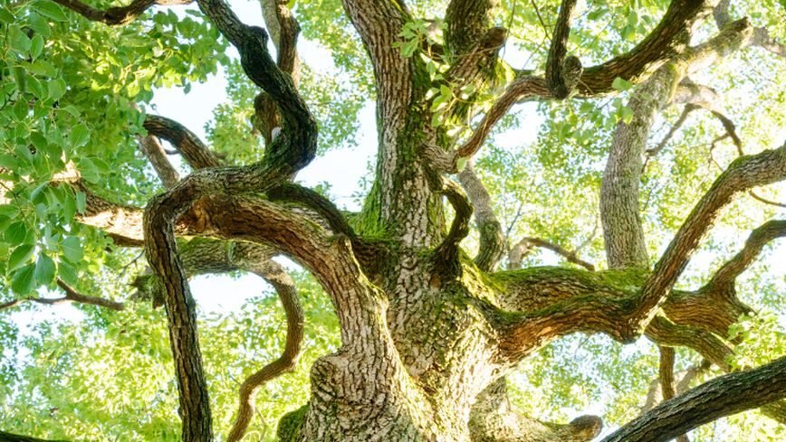 "Benarkah campuran minuman surga yang disebut dalam Al-Qur'an berasal dari Barus, Sumatra? Simak sejarah kapur barus yang mendunia sejak abad ke-4. "