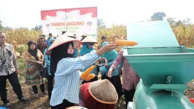Seorang perempuan memasukkan hasil panen jagung hibrida ke dalam mesin perontok dalam acara panen perdana di Pontianak Utara. (Dok. HO/Faktakalbar.id)