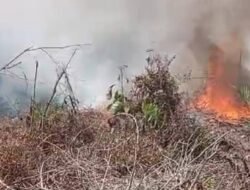 5 Hektare Kebun Sawit dan Karet Ludes Terbakar di Labuhanbatu Utara