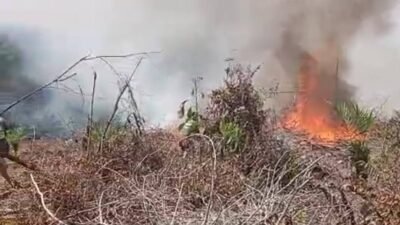 Sedikitnya lima hektare kebun sawit dan karet ludes akibat karhutla di Labuhanbatu Utara, Sumatera Utara, pada Jumat (13/3/2026).