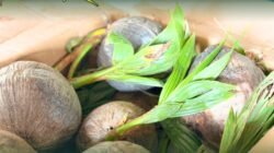 Tumpukan bibit kelapa asal Malaysia yang sudah mulai bertunas hasil penahanan petugas Karantina di PLBN Aruk karena tidak memiliki dokumen kesehatan. (Dok. HO/Faktakalbar.id)