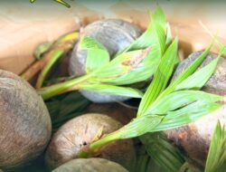 Cegah Masuknya Hama Penyakit, Karantina Kalbar Tahan 24 Bibit Kelapa Asal Malaysia