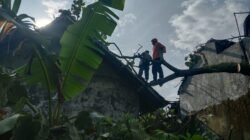 Petugas BPBD mengerahkan sejumlah peralatan untuk memotong dan membersihkan material pohon tumbang yang merusak struktur bangunan warga.