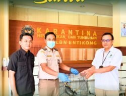 Karantina Kalbar Amankan Burung Beo Tiong Emas Dilindungi di PLBN Entikong