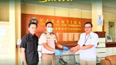 Petugas Karantina Kalbar melakukan serah terima burung beo tiong emas hasil pengamanan di PLBN Entikong kepada pihak terkait. (Dok. HO/Faktakalbar.id)