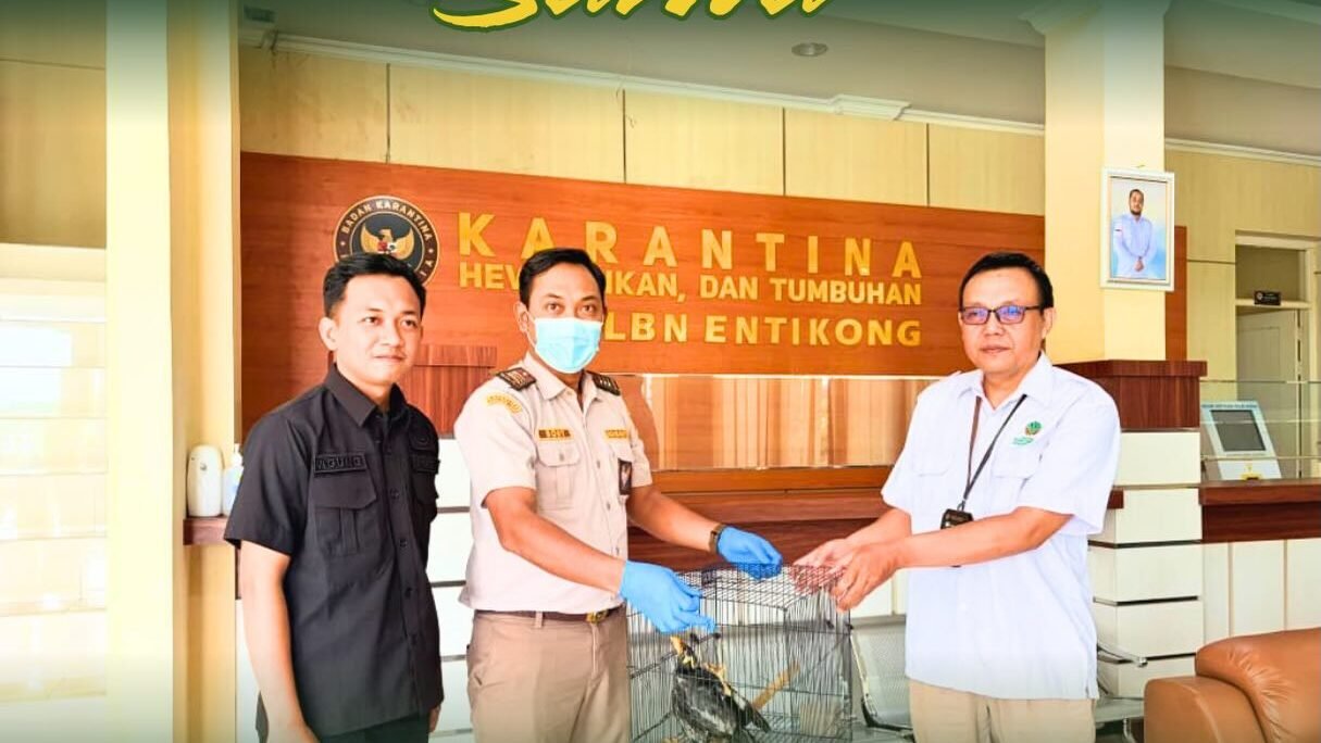 Petugas Karantina Kalbar melakukan serah terima burung beo tiong emas hasil pengamanan di PLBN Entikong kepada pihak terkait. (Dok. HO/Faktakalbar.id)