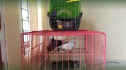 Beberapa ekor burung merpati hasil serah terima pengawasan berada di dalam kandang karantina di Satpel PLBN Aruk. (Dok. HO/Faktakalbar.id)
