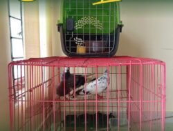 Sinergi Perbatasan, Karantina Aruk Amankan 12 Ekor Satwa Liar Tanpa Dokumen