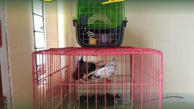 Beberapa ekor burung merpati hasil serah terima pengawasan berada di dalam kandang karantina di Satpel PLBN Aruk. (Dok. HO/Faktakalbar.id)