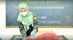 Petugas Karantina Kalimantan Barat berseragam hijau, mengenakan masker dan sarung tangan, sedang memeriksa karung berisi komoditas pertanian di meja pemeriksaan PLBN Entikong. (Dok. HO/Faktakalbar.id)