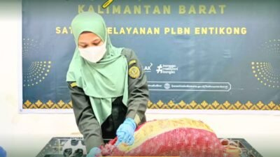 Petugas Karantina Kalimantan Barat berseragam hijau, mengenakan masker dan sarung tangan, sedang memeriksa karung berisi komoditas pertanian di meja pemeriksaan PLBN Entikong. (Dok. HO/Faktakalbar.id)