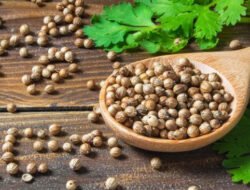 Lebih Dari Sekadar Bumbu Dapur, Ini Khasiat Ketumbar Bagi Kesehatan Tubuh