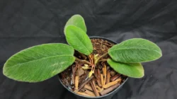 Penemuan flora endemik bertekstur daun unik di wilayah Tapanuli yang secara resmi dipublikasikan oleh tim gabungan peneliti sebagai spesies baru.